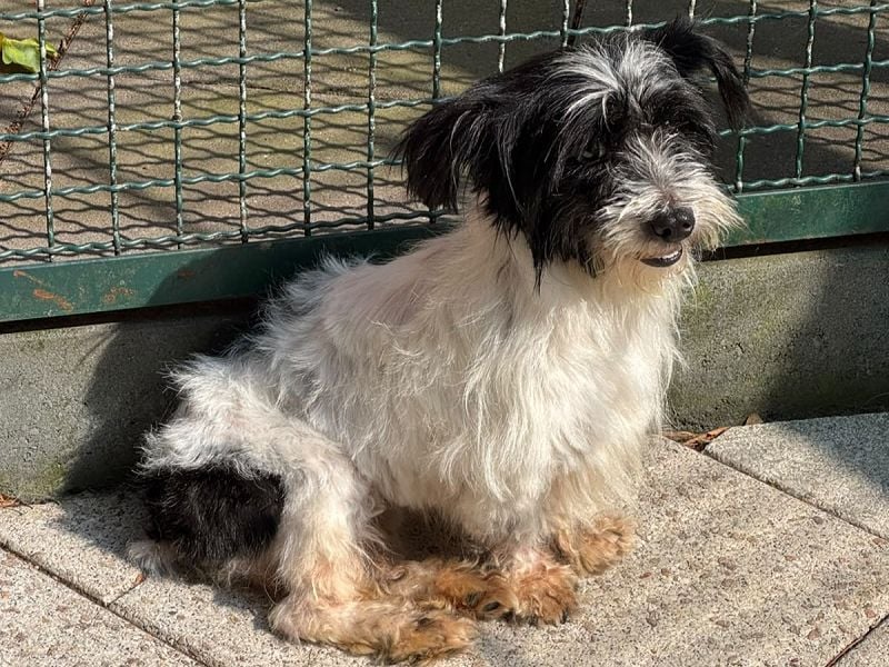♥MALY♥ neu auf Pflegestelle in Köln - süße, ganz zutrauliche, aktuell zu dünne kleine Hündin 27cm