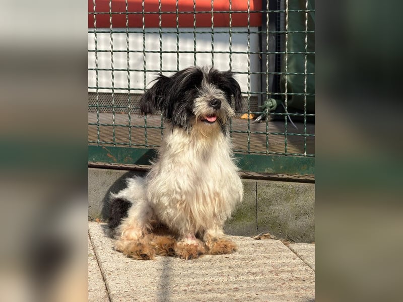 ♥MALY♥ neu auf Pflegestelle in Köln - süße, ganz zutrauliche, aktuell zu dünne kleine Hündin 27cm