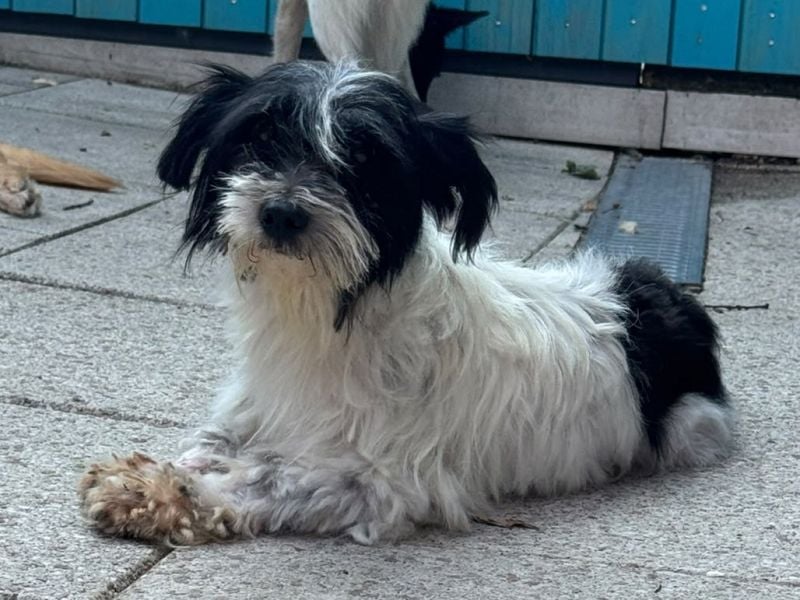 ♥MALY♥ neu auf Pflegestelle in Köln - süße, ganz zutrauliche, aktuell zu dünne kleine Hündin 27cm