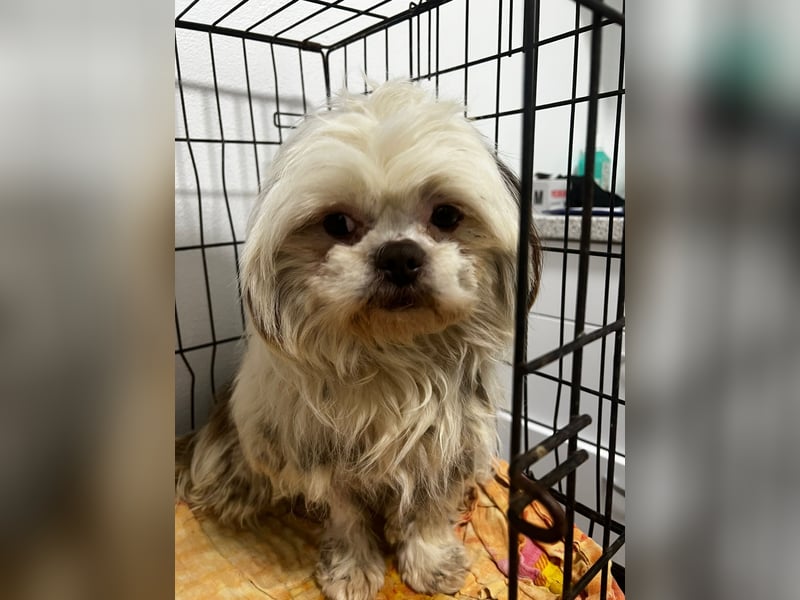 Kleiner Winston sucht sein Glück