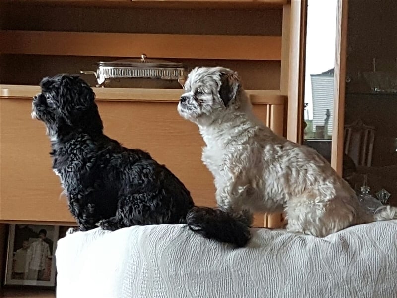 Deckrüden, Shih-Tzu, gesund, erfahren, reinrassig, o.ä. wie Malteser, Havaneser, Bolonka, Pudel