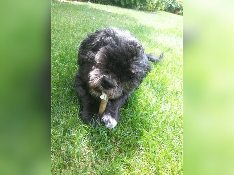 Deckrüden, Shih-Tzu, gesund, erfahren, reinrassig, o.ä. wie Malteser, Havaneser, Bolonka, Pudel