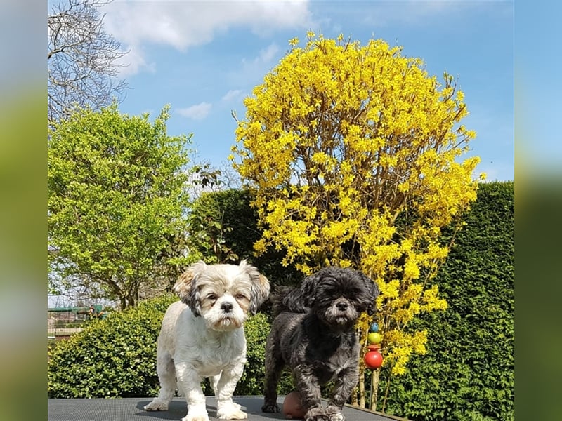 Deckrüden, Shih-Tzu, gesund, erfahren, reinrassig, o.ä. wie Malteser, Havaneser, Bolonka, Pudel