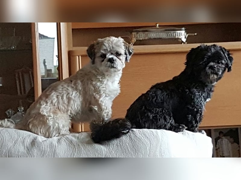 Deckrüden, Shih-Tzu, gesund, erfahren, reinrassig, o.ä. wie Malteser, Havaneser, Bolonka, Pudel