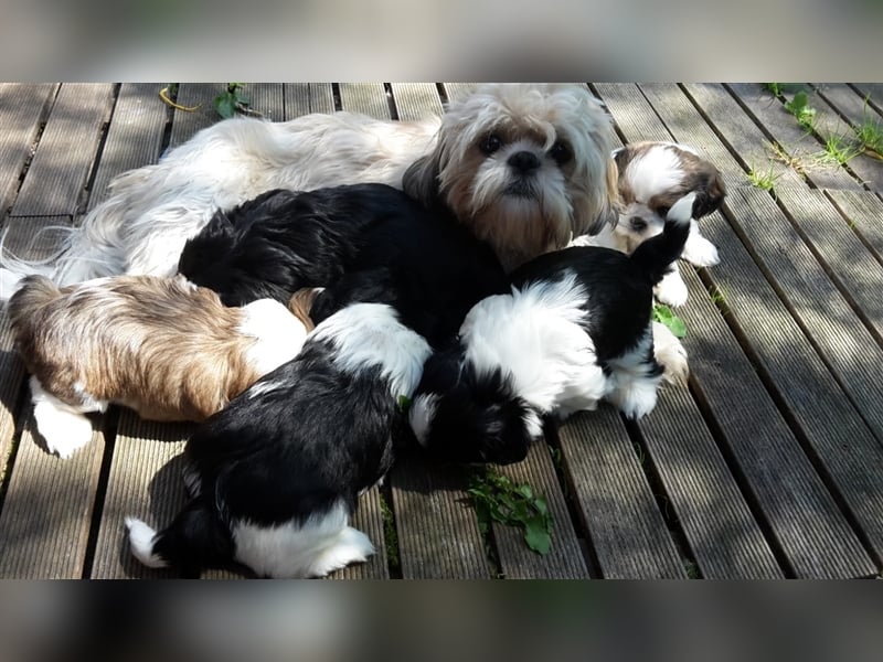 Deckrüden, Shih-Tzu, gesund, erfahren, reinrassig, o.ä. wie Malteser, Havaneser, Bolonka, Pudel