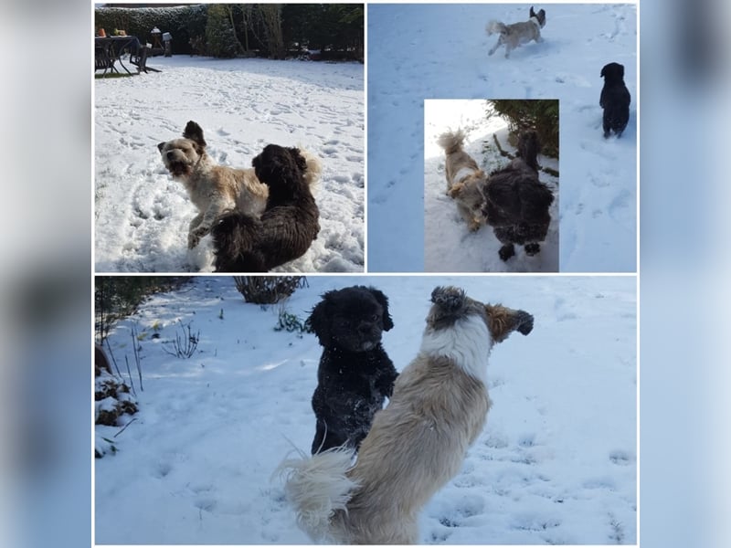 Deckrüden, Shih-Tzu, gesund, erfahren, reinrassig, o.ä. wie Malteser, Havaneser, Bolonka, Pudel