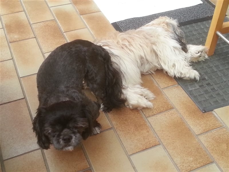 Deckrüden, Shih-Tzu, gesund, erfahren, reinrassig, o.ä. wie Malteser, Havaneser, Bolonka, Pudel