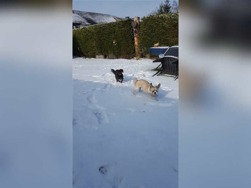 Deckrüden, Shih-Tzu, gesund, erfahren, reinrassig, o.ä. wie Malteser, Havaneser, Bolonka, Pudel