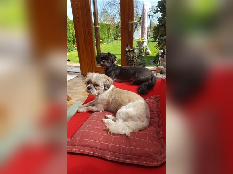 Deckrüden, Shih-Tzu, gesund, erfahren, reinrassig, o.ä. wie Malteser, Havaneser, Bolonka, Pudel