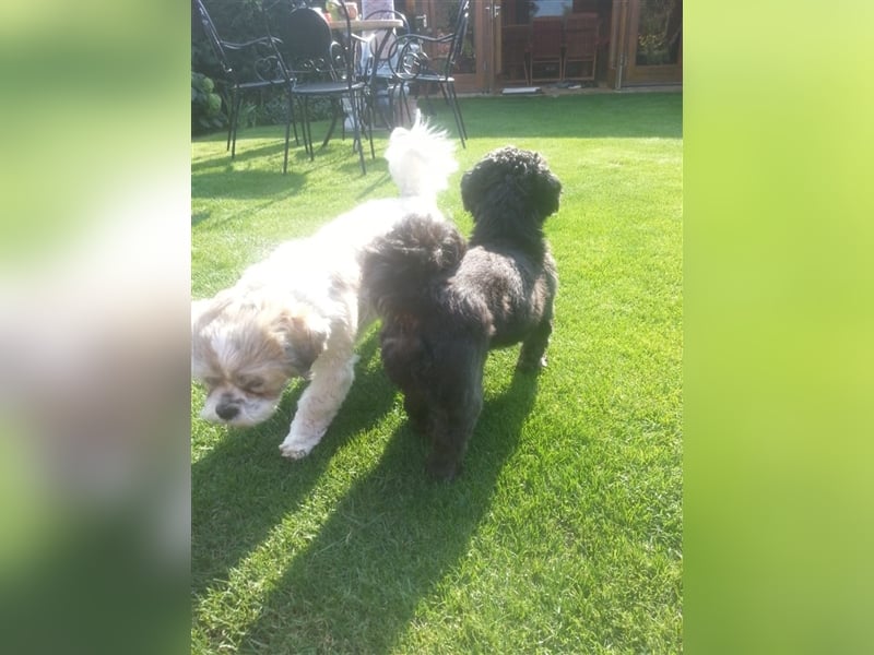 Deckrüden, Shih-Tzu, gesund, erfahren, reinrassig, o.ä. wie Malteser, Havaneser, Bolonka, Pudel