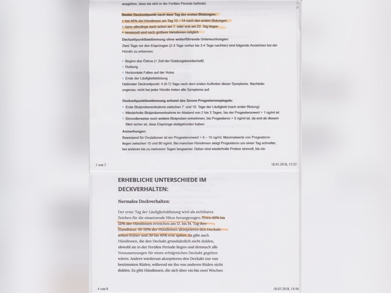 Deckrüden, Shih-Tzu, gesund, erfahren, reinrassig, o.ä. wie Malteser, Havaneser, Bolonka, Pudel