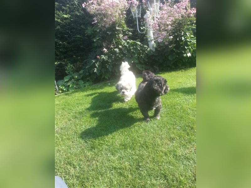 Deckrüden, Shih-Tzu, gesund, erfahren, reinrassig, o.ä. wie Malteser, Havaneser, Bolonka, Pudel