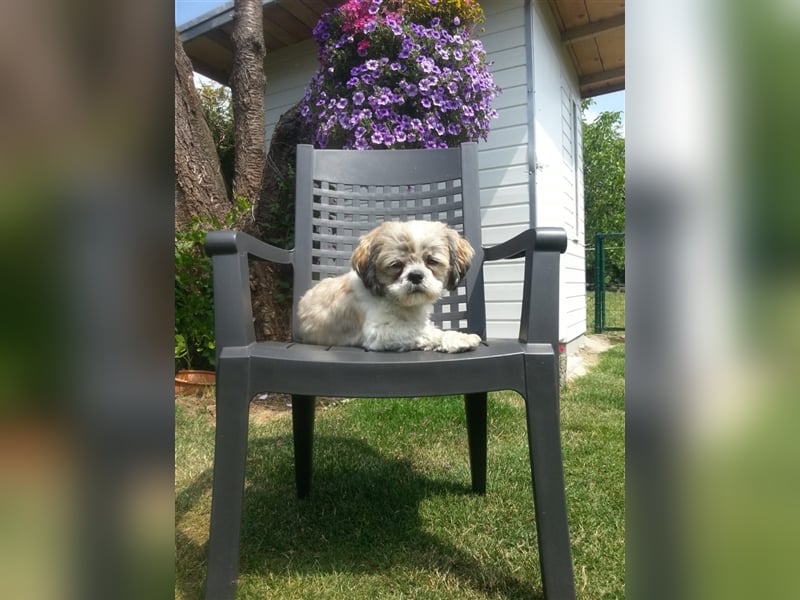 Deckrüden, Shih-Tzu, gesund, erfahren, reinrassig, o.ä. wie Malteser, Havaneser, Bolonka, Pudel