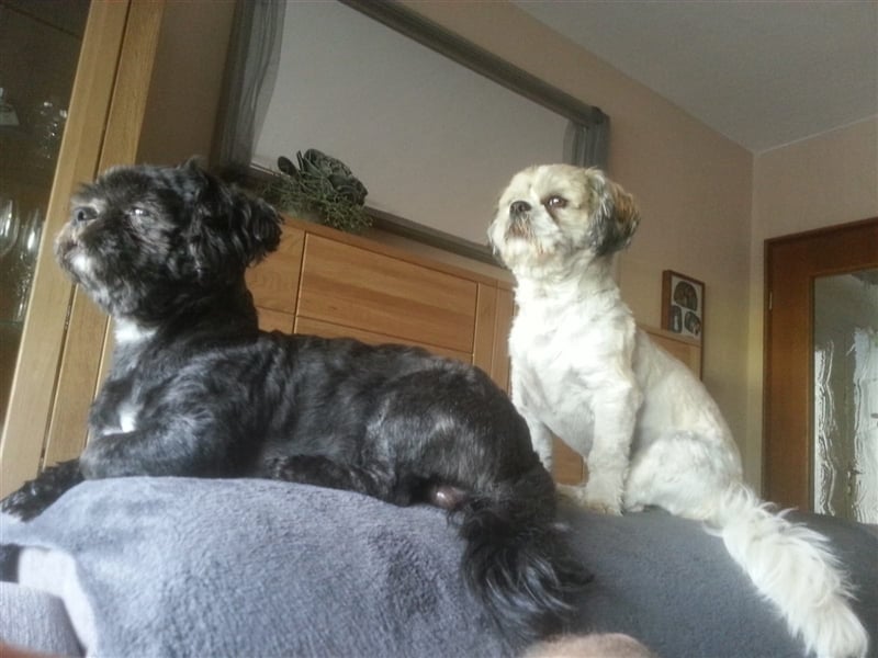 Deckrüden, Shih-Tzu, gesund, erfahren, reinrassig, o.ä. wie Malteser, Havaneser, Bolonka, Pudel