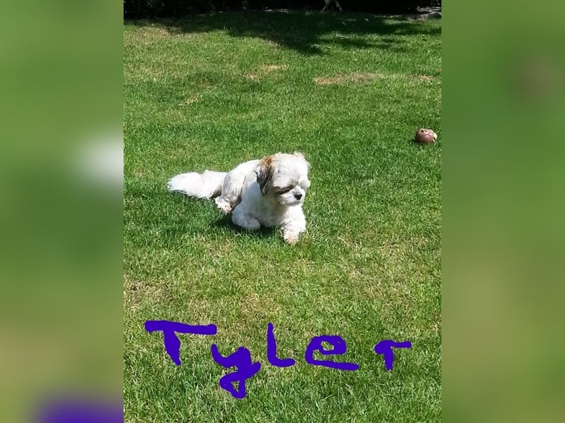 Deckrüden, Shih-Tzu, gesund, erfahren, reinrassig, o.ä. wie Malteser, Havaneser, Bolonka, Pudel