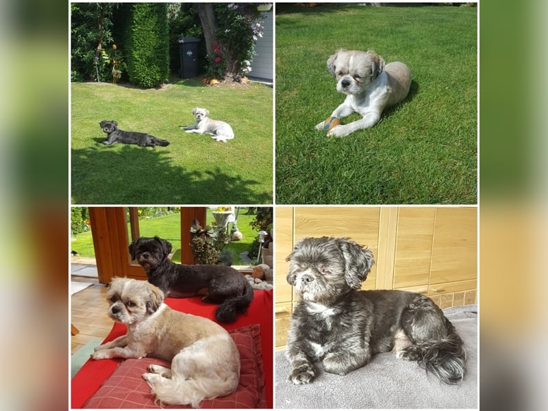 Deckrüden, Shih-Tzu, gesund, erfahren, reinrassig, o.ä. wie Malteser, Havaneser, Bolonka, Pudel