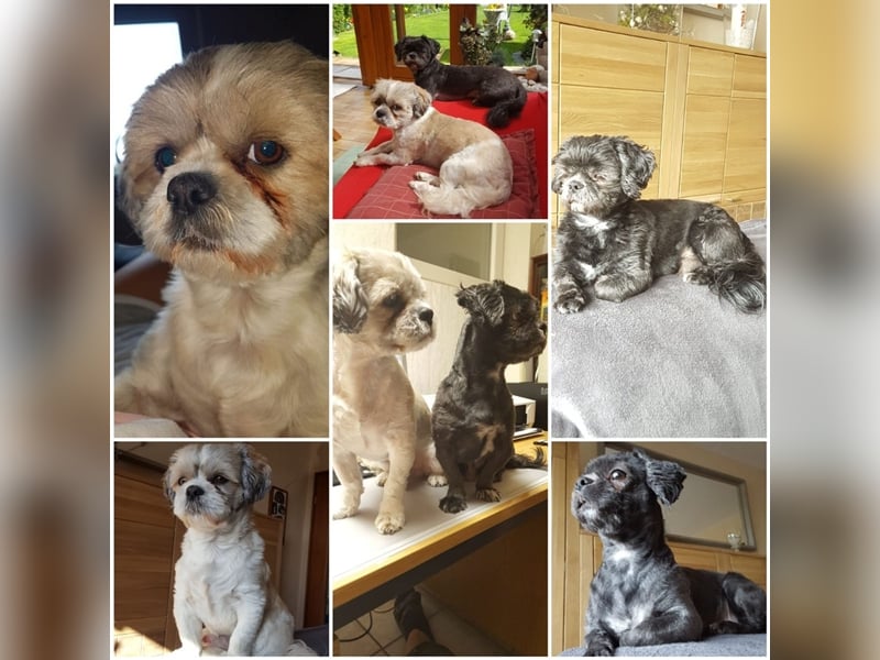 Deckrüden, Shih-Tzu, gesund, erfahren, reinrassig, o.ä. wie Malteser, Havaneser, Bolonka, Pudel