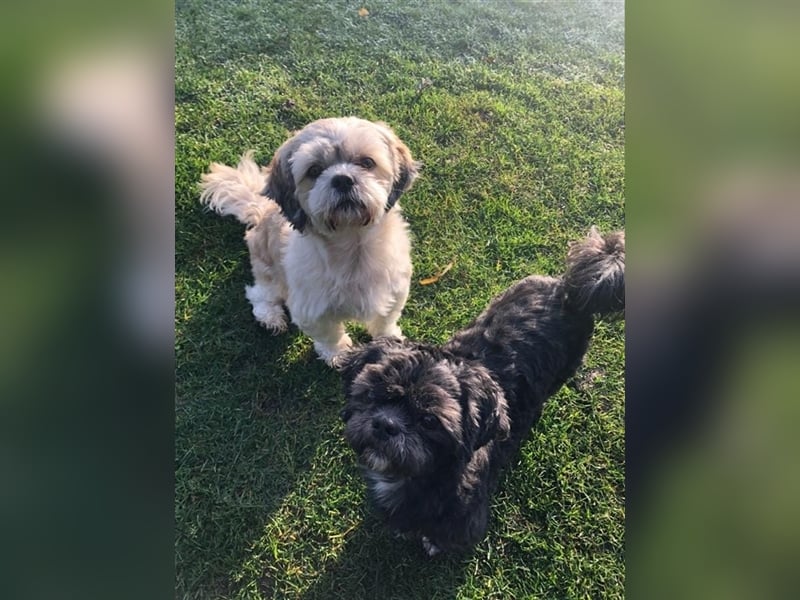 Deckrüden, Shih-Tzu, gesund, erfahren, reinrassig, o.ä. wie Malteser, Havaneser, Bolonka, Pudel