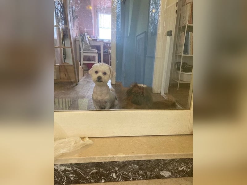 Chicco sucht seine Familie