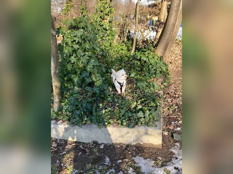 Chicco sucht sein neues Zuhause