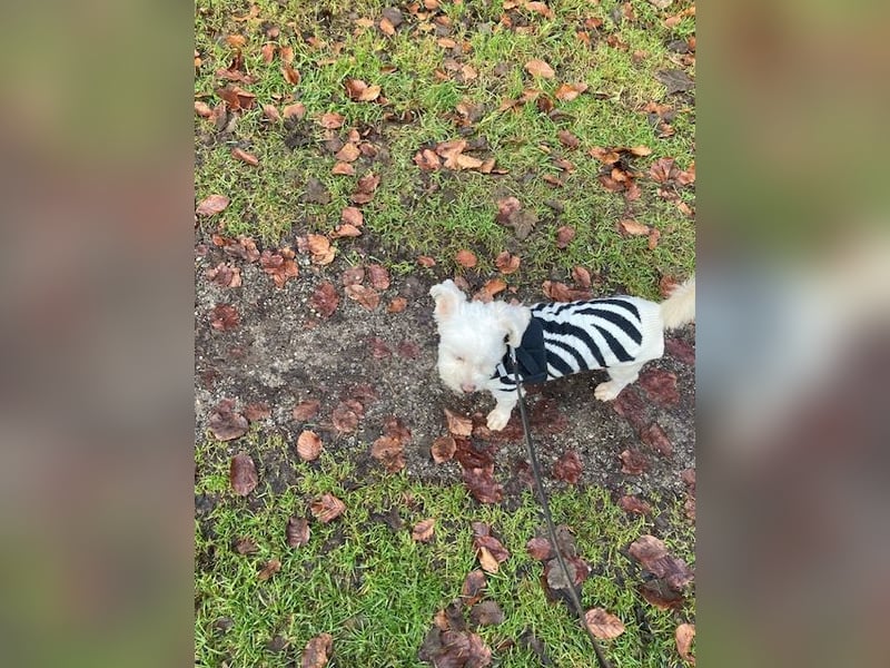 Chicco sucht sein neues Zuhause