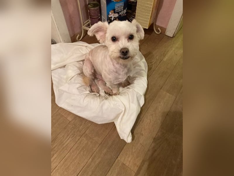 Chicco sucht sein neues Zuhause