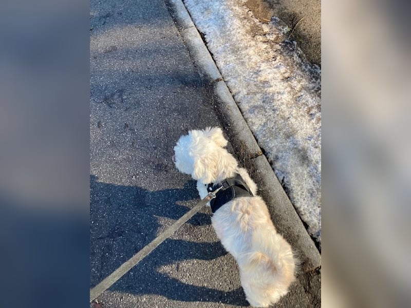 Chicco sucht sein neues Zuhause