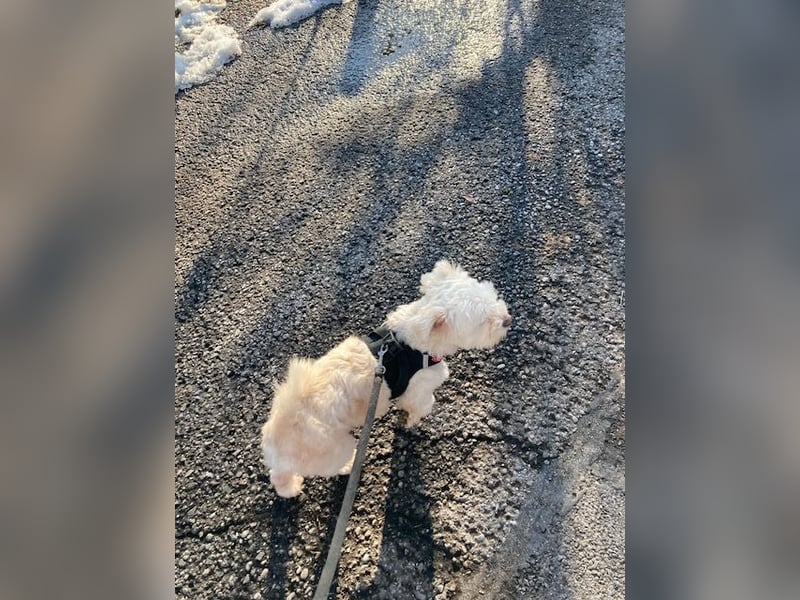 Chicco sucht sein neues Zuhause