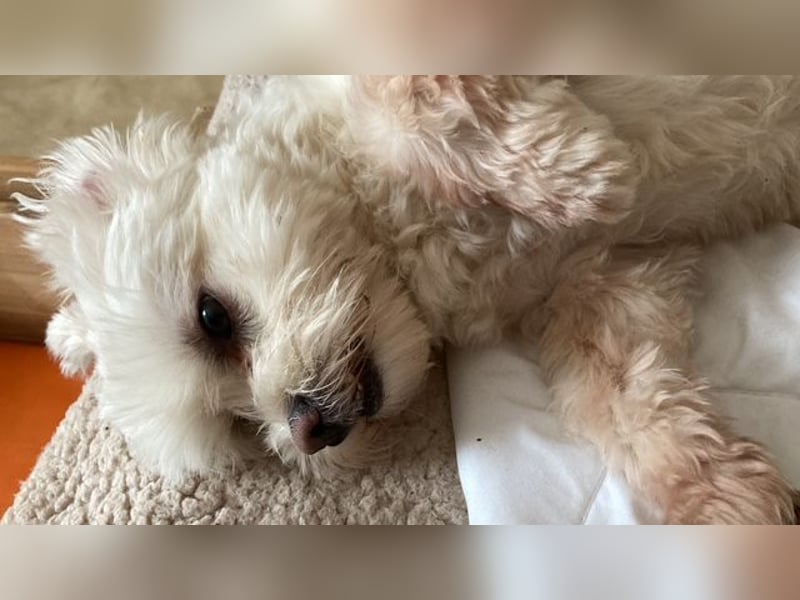 Chicco sucht sein neues Zuhause