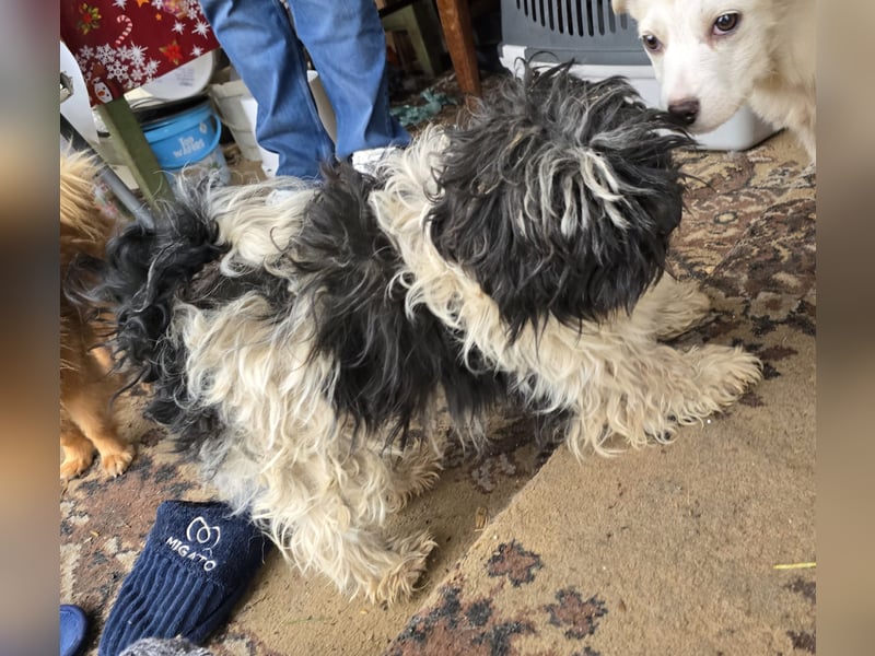 Henry - freundlich und neugierig