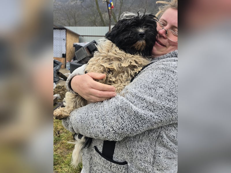 Henry - freundlich und neugierig