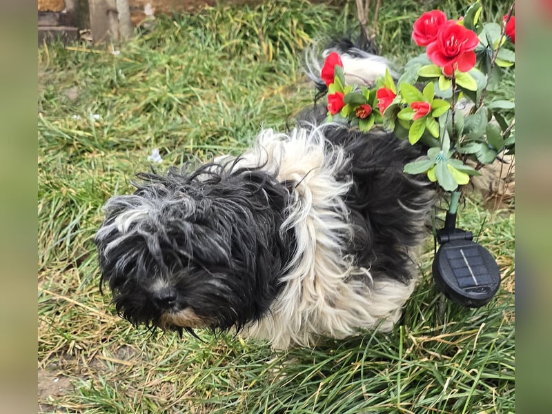 Henry - freundlich und neugierig