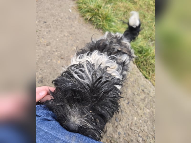 Henry - freundlich und neugierig