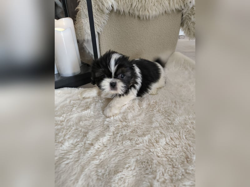 Shih Tzu Welpen