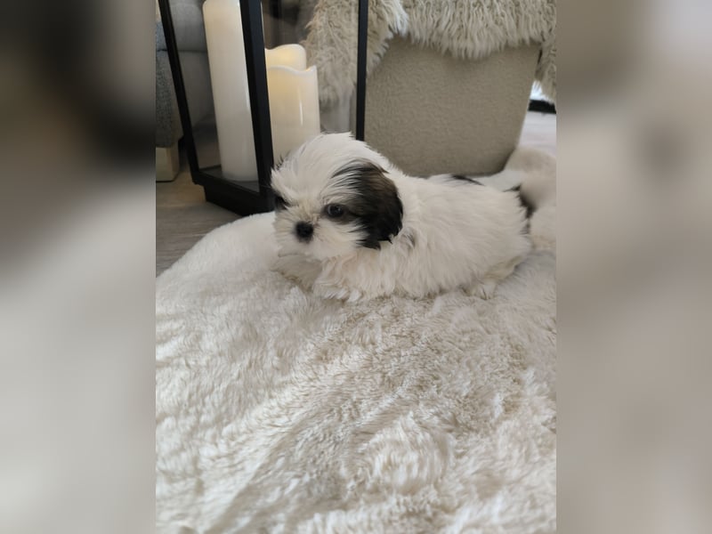 Shih Tzu Welpen