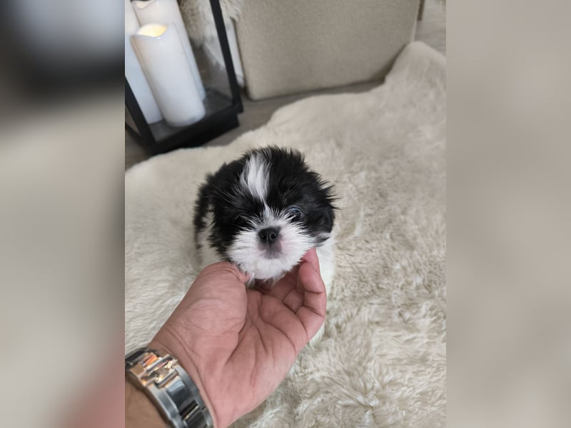 Shih Tzu Welpen
