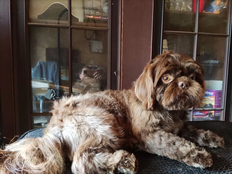 Shih Tzu Deckrüde, kein Verkauf