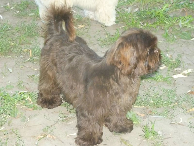 Shih Tzu Deckrüde, kein Verkauf