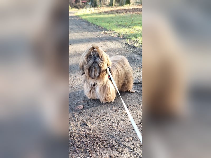 Shih Tzu Deckrüde, kein Verkauf