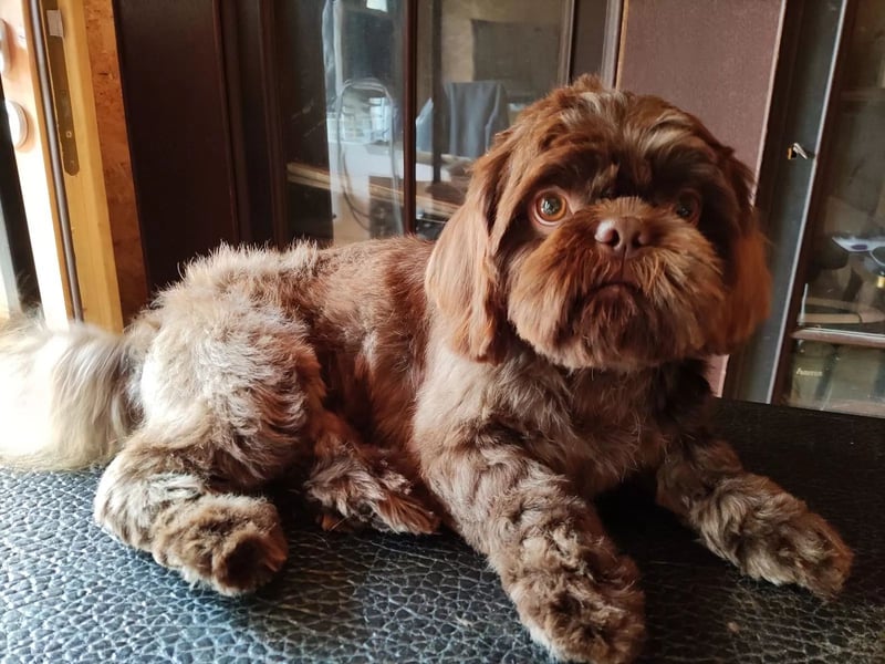 Shih Tzu Deckrüde, kein Verkauf