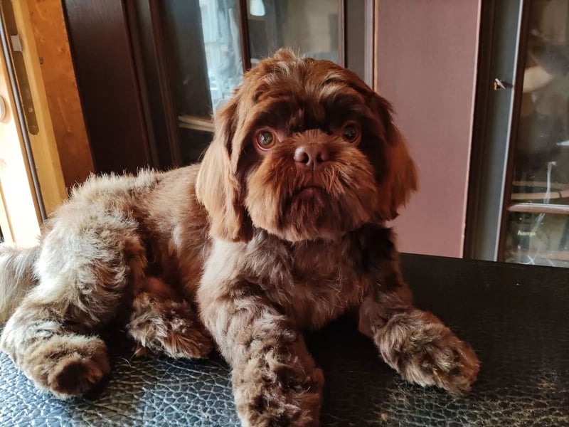 Shih Tzu Deckrüde, kein Verkauf