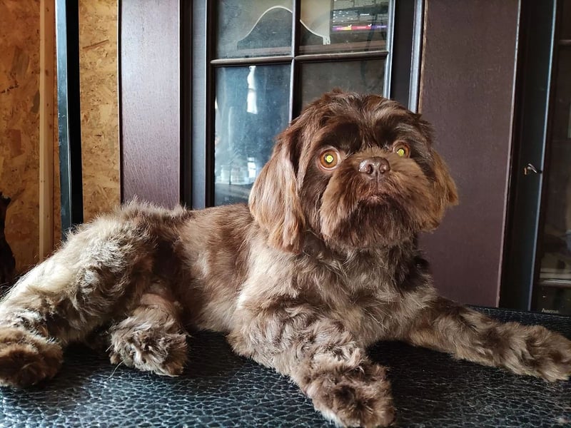 Shih Tzu Deckrüde, kein Verkauf