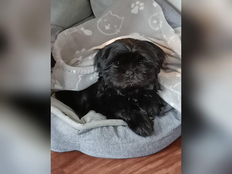 Shih Tzu Deckrüde, kein Verkauf