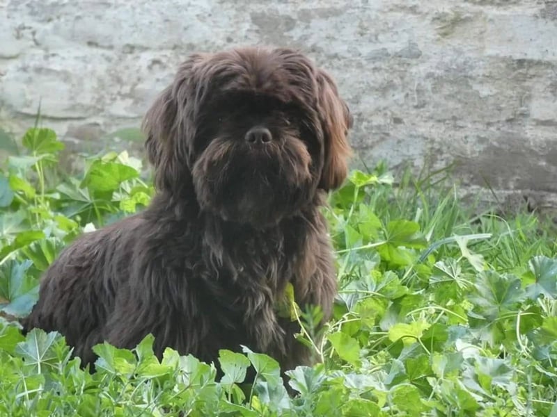 Shih Tzu Deckrüde, kein Verkauf