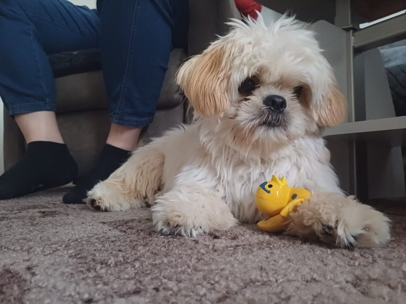 Shih Tzu Deckrüde, kein Verkauf