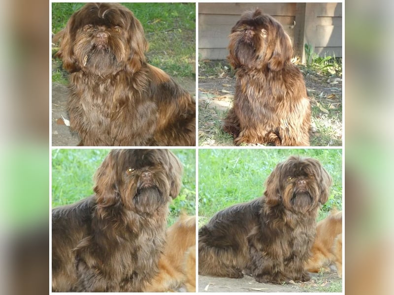 Shih Tzu Deckrüde, kein Verkauf