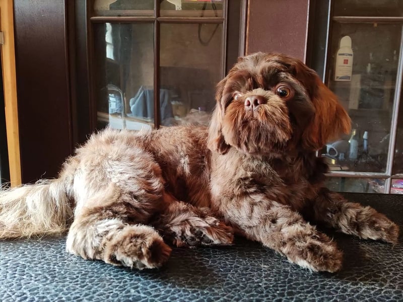 Shih Tzu Deckrüde, kein Verkauf