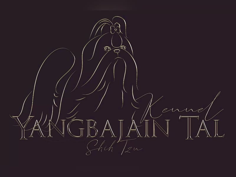 Shih Tzu Deckrüde, kein Verkauf