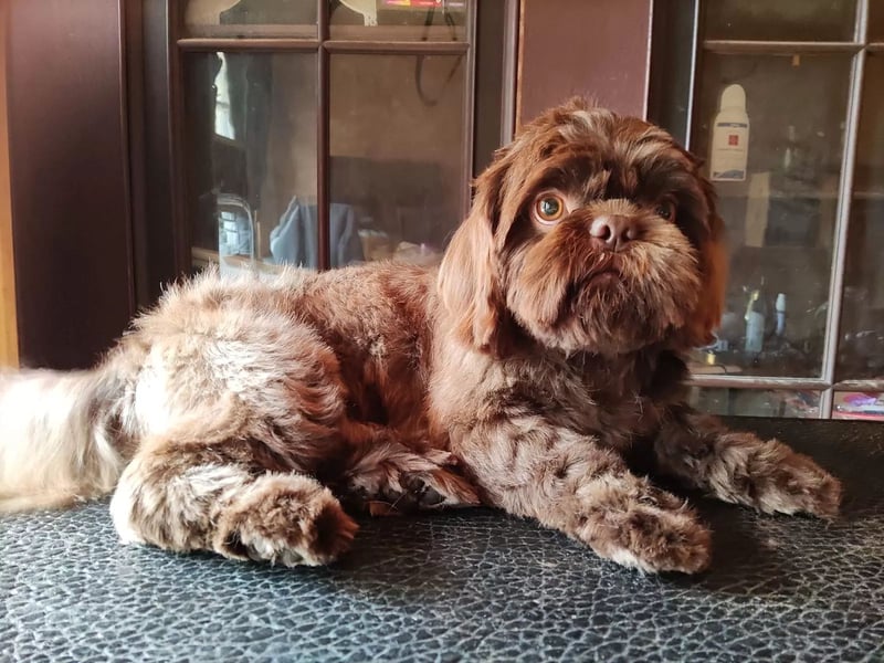 Shih Tzu Deckrüde, kein Verkauf