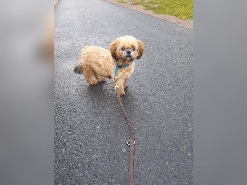 Shih Tzu Deckrüde, kein Verkauf